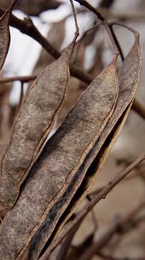 Botanical Image Showcasing Fibrous Seed Husks Still Life Of Woody Seed Pods In Natural Light