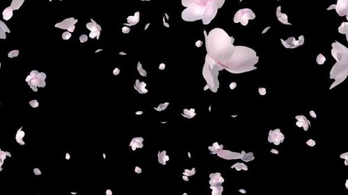 Elegant Pink and White Flower Petals Falling Motion Background