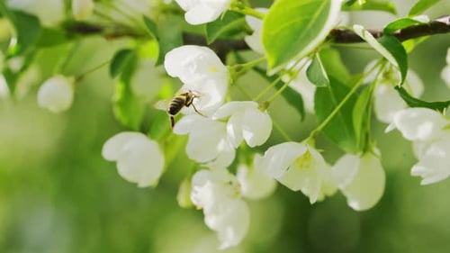 Bee collects nectar from cherry flowers, slow motion