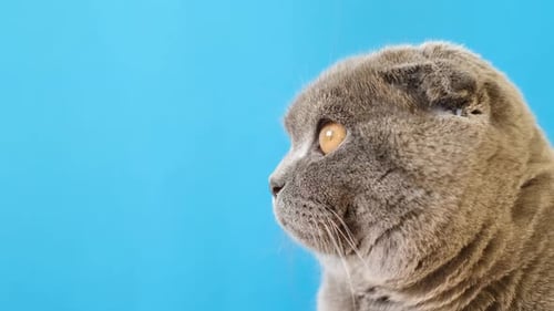 Retrato de um lindo gato cinza escocês com olhos amarelos em um fundo azul