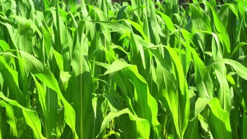 Agricultural Field of Corn Green Growth of Farmer's Corn Crop in the Summer Under the Sun