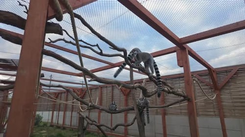 Ring-tailed lemurs climb and rest on branches in a zoo enclosure under a partly cloudy sky.