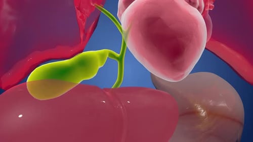 Human Internal Organs Pancreas with Gallbladder Anatomy Animation Concept.