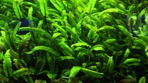 Das Aquarium hat viele schöne tropische Fische