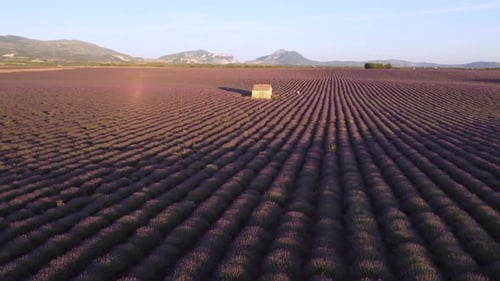 Plateau de Valensole and famous house in lavender fields, Provence