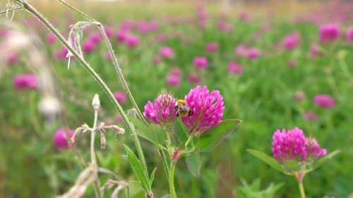 Bumblebee Pollinating Clover Flowers in Field