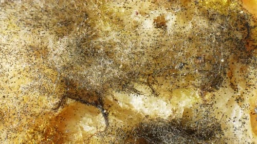 Eine Nahaufnahme von Schimmel und Pilzen auf Brot.