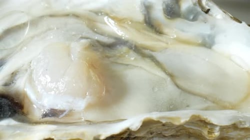 Oysters in stunning footage. 4K.