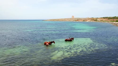 Zwei Pferde mit ihren Besitzern beim Schwimmen im Meer.