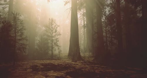 Mysterious Forest Filled with Mist and Sunlight During Early Morning Hours