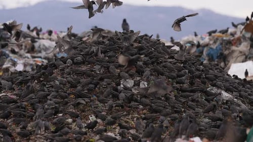 Offene Müllkippe mit Greifvögeln, die im Müll nach Nahrung suchen
