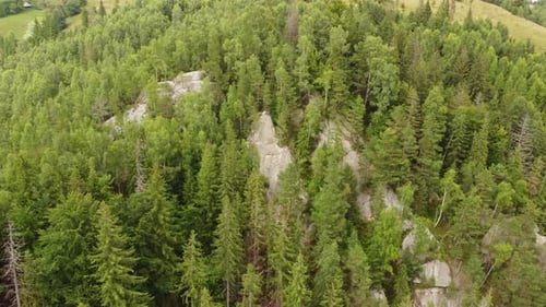 Flying Over a Rocky Mountain Slope Covered with Spruce Forest