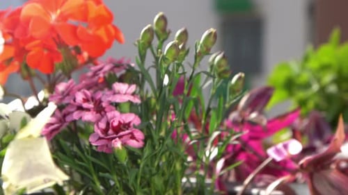 A Bush of Pink Carnations in a Flower Arrangement Flowering in Spring and Summer Carnation Bud