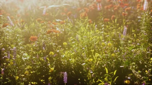 Abundance of Blooming Wild Flowers on the Meadow at Spring Time