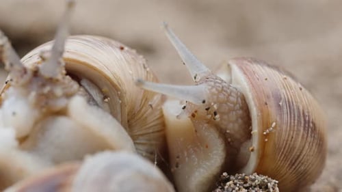 Close-Up of Snails on the Ground
