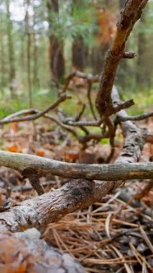 Large Old Pine Tree Branch and Sticks on Dry Needles