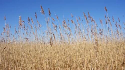 Tall Reeds Sway Gently in Golden Breeze Under Open Sky in Slow Motion