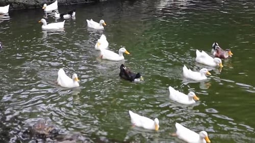 Canard nageant sur un lac