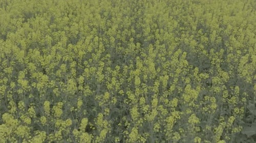 Blooming Rapeseed Field on a Sunny Day Flying Above Stunning Yellow Rape Fields in Spring Aerial