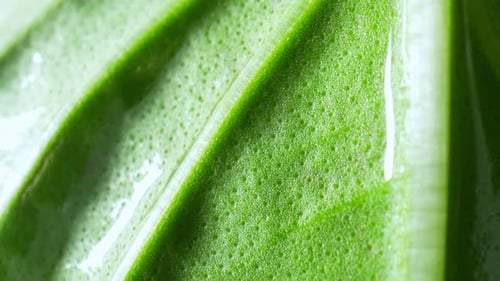 The intricacies of a fresh green leaves (Basil leaf) in macro video.