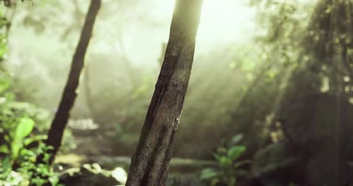 Sunlight Filters Through Trees in a Lush Forest During Early Morning Hours