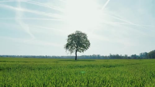 Aerial shot of flying towards a lonely tree in the middle of a green meadow.