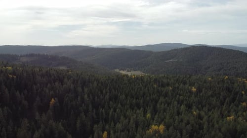 Forest In The Mountains 4K Drone