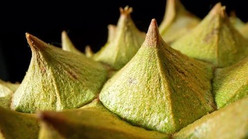 Una imagen macro de las espinas del durio muestra su filo.