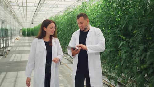 Scientists Agronomists Study Plant Growth in a Greenhouse Garden Growing Vegetables Tomatoes in