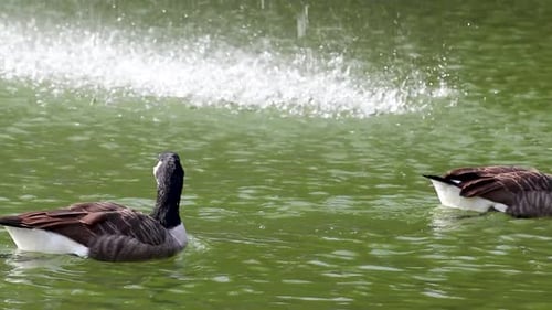 Duck swimming close-up near the fountain droplet
