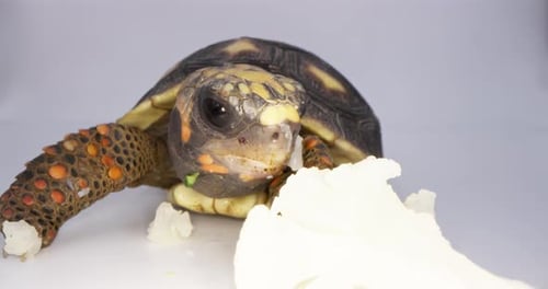 Tortoise Eats Cauliflower in a Close Up Shot