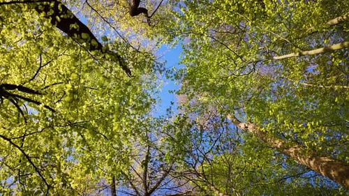 Deciduous forest in springtime with fresh new leaves. View from below showcases tree branches and tr