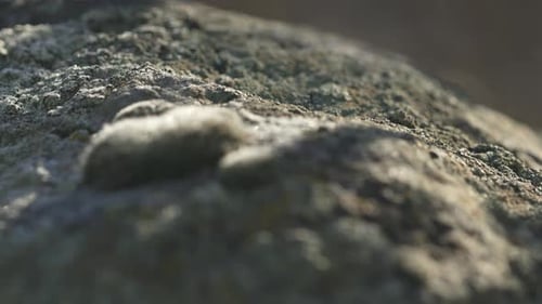 Großer Stein, der mit dunkelgrünem Moos überzogen ist. Die Fortpflanzung von Flechenzellen
