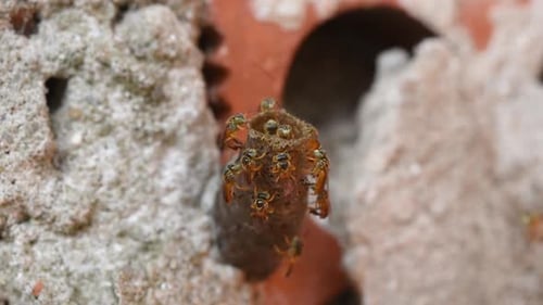 Wasps Clustering on Developing Nest in Brick Wall