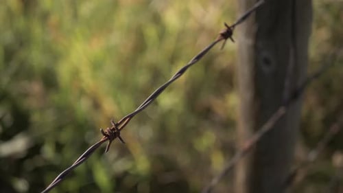 Close Up Barbed Wire Fence Above Grass Above