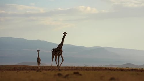 African Giraffe Running in the Wild background mountains