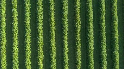 Top aerial view of green bushes of currants on the field in a rows