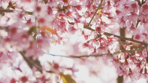 Pink Cherry Blossoms Blooming in Springtime Sunlight
