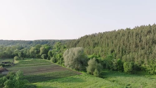 Slow motion shot while moving camera right to left alongside row of red beetroots or chard growing