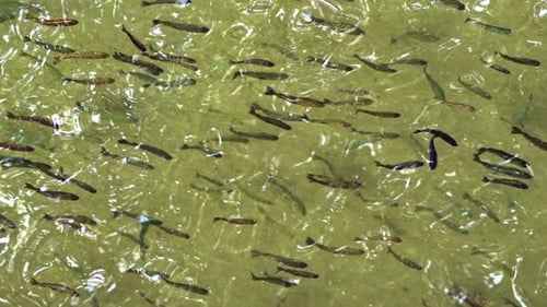 School Of Fish Swimming In Green Pond Water