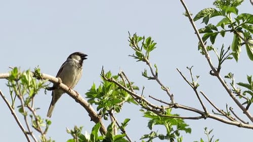 Clip eines niedlichen Spatzenvogels auf den Ästen eines Baumes