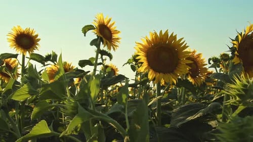 Beautiful Sunflowers Field And Cloudless Sky