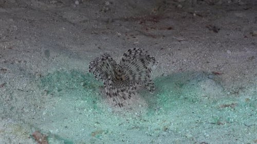 Tube worm swaying in ocean current