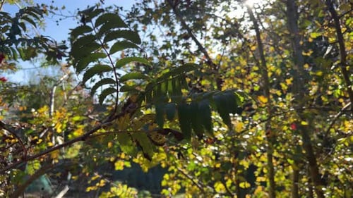 Video footage of tree branch with leaves in the summer sun with blurred out background and sunlight