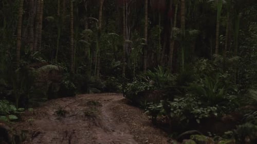 Path Winding Through Lush Tropical Rainforest Under Low Light Conditions