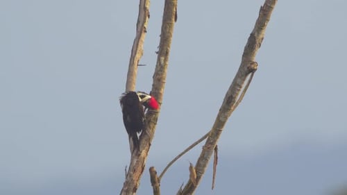 Woodpecker Pecks on Bare Tree Branch, Close Up