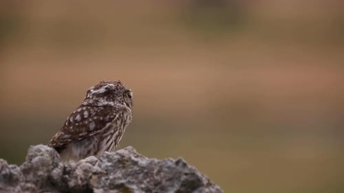Kleine Eule (Athene noctua) in Montgai, Lleida, Katalonien, Spanien