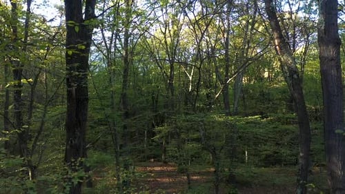 Flying through forest trees branches with a drone aerial view