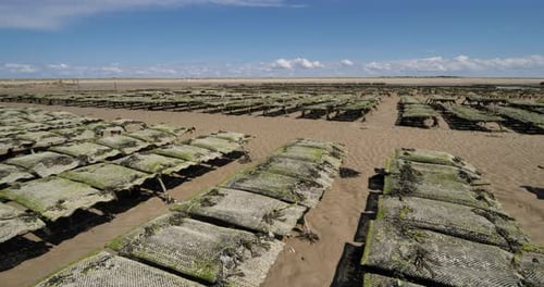 Ostreros, Agon Coutainville, Departamento de Mancha, Cotentin, Región de Normandía, Francia