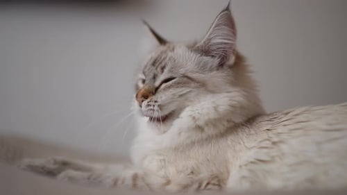 Seitenansicht Flauschige Katze gähnt in Zeitlupe, dreht sich in die Kamera, schläfriges, müdes Kätzchen posiert bei